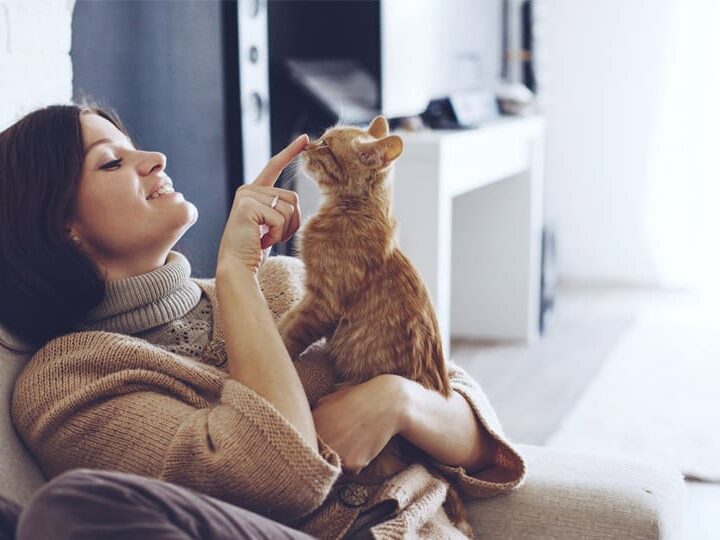 comment punir un chat education