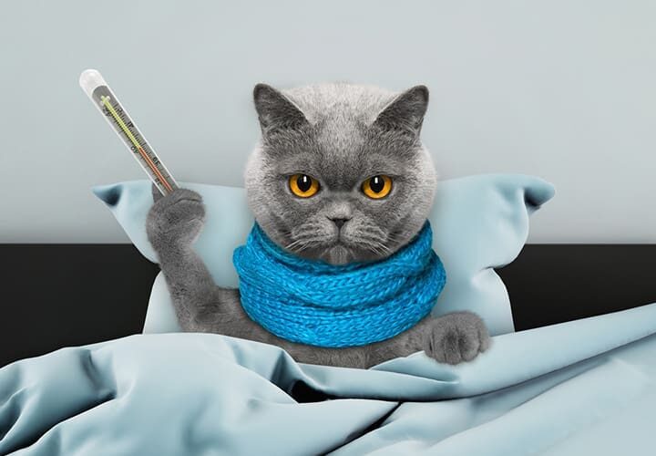 comment savoir si mon chat a la fievre