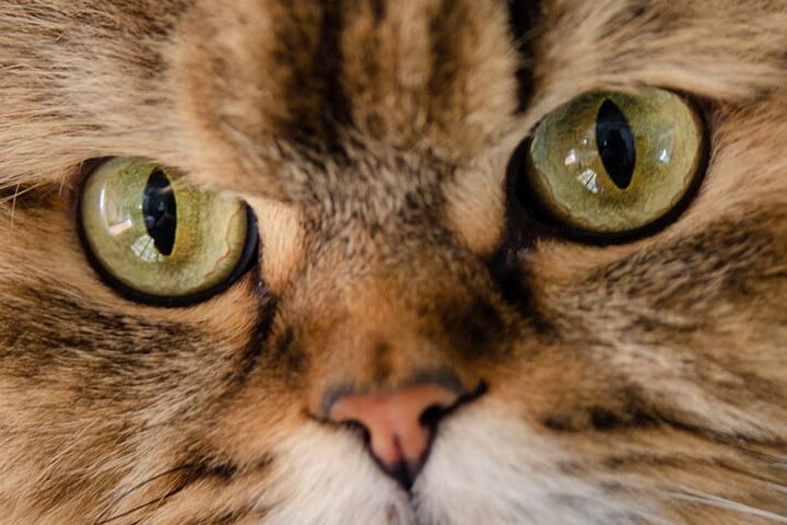 Yeux d'un chat assuré chez Assur O'Poil