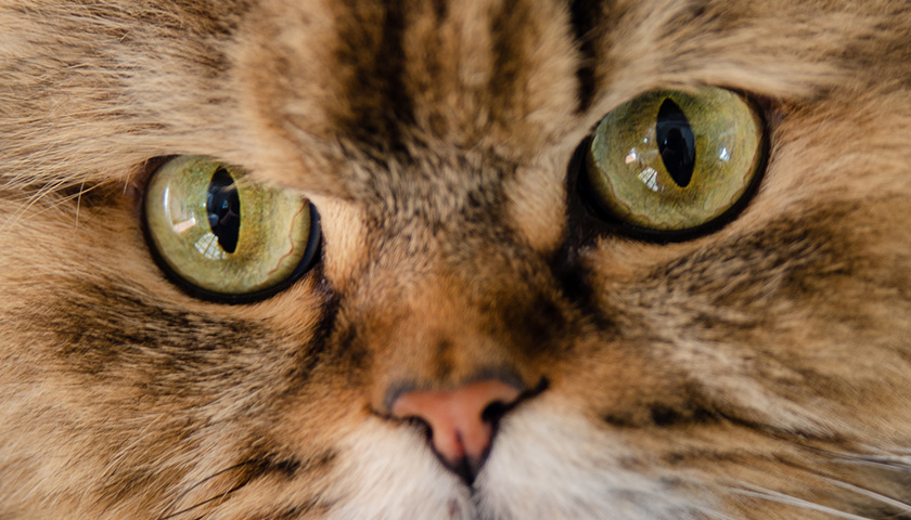 Yeux d'un chat assuré chez Assur O'Poil