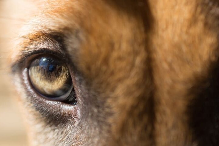 comment voit un chien