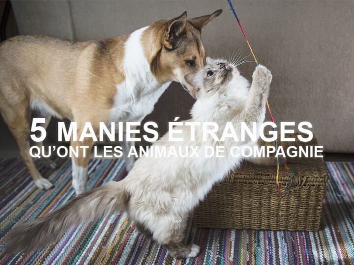 Chien et chat assurés chez Assur O'Poil aux manies étranges