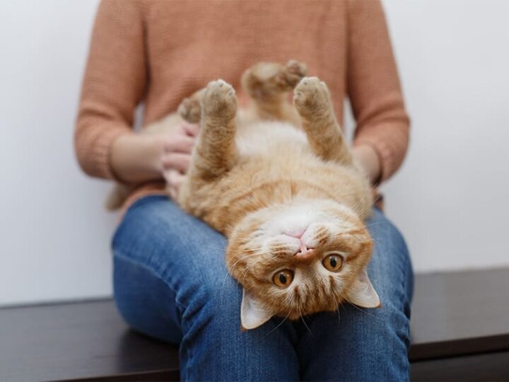 comprendre les conditions generales de lassurance animaux
