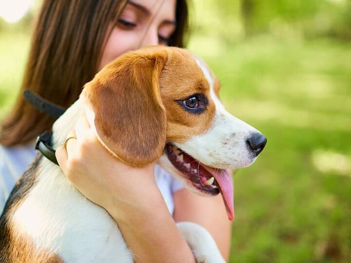 comprendre parler a son chien