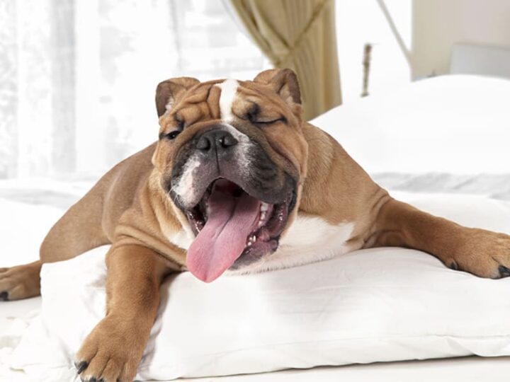 conseil chien qui baille