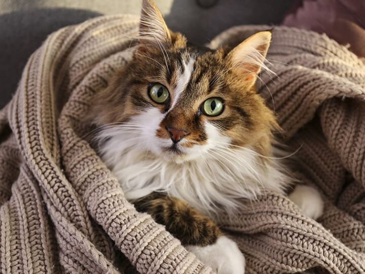 contraception pour chat