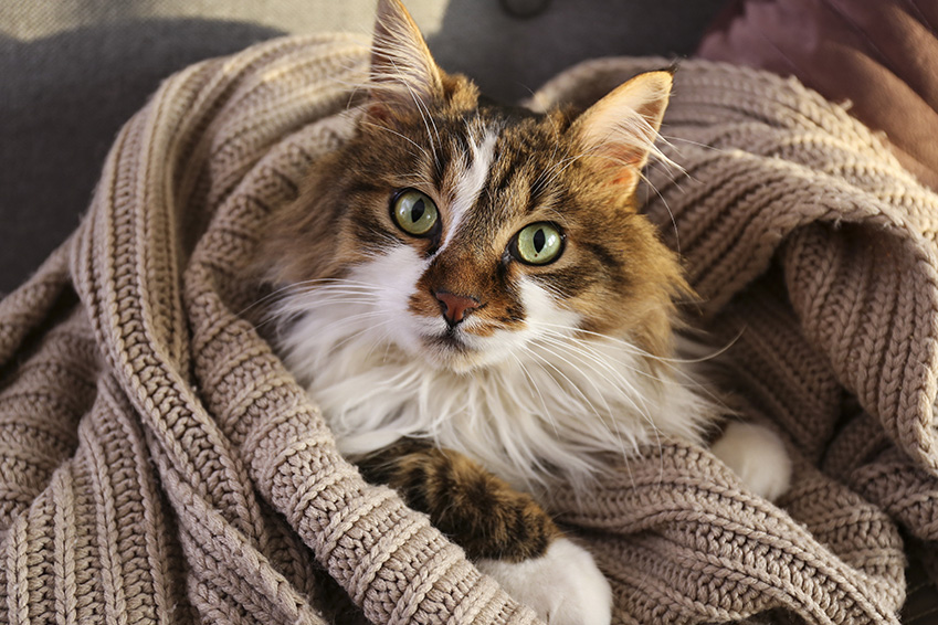 Contraception pour chat : quelle méthode de contraception choisir ?