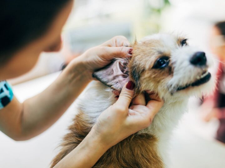 Contrôle de l'oreille pour un chien