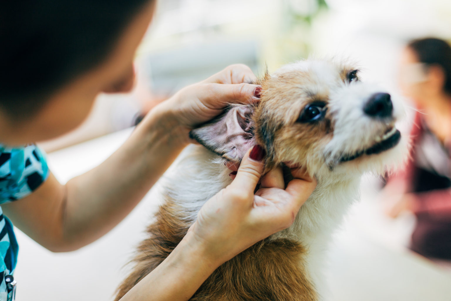 Contrôle de l'oreille pour un chien