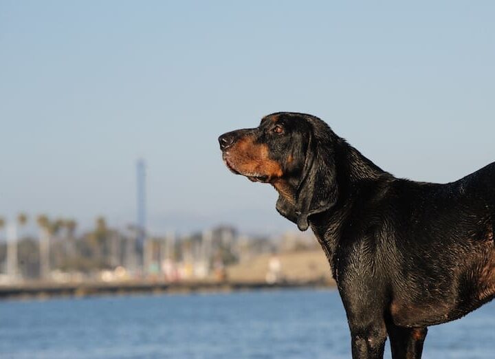 Black and tan Coonhound dog outdoor portrait by water