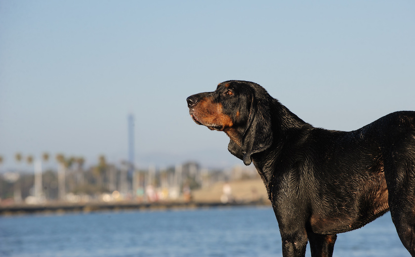 Black and tan Coonhound dog outdoor portrait by water