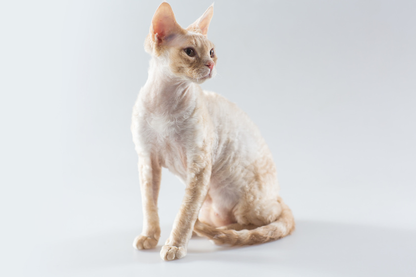 Chat de race Cornish Rex assuré chez Assur O'Poil