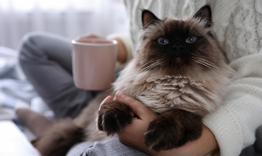 coronavirus confinement avec son chat