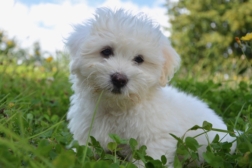 Coton de Tulear dans l'herbe