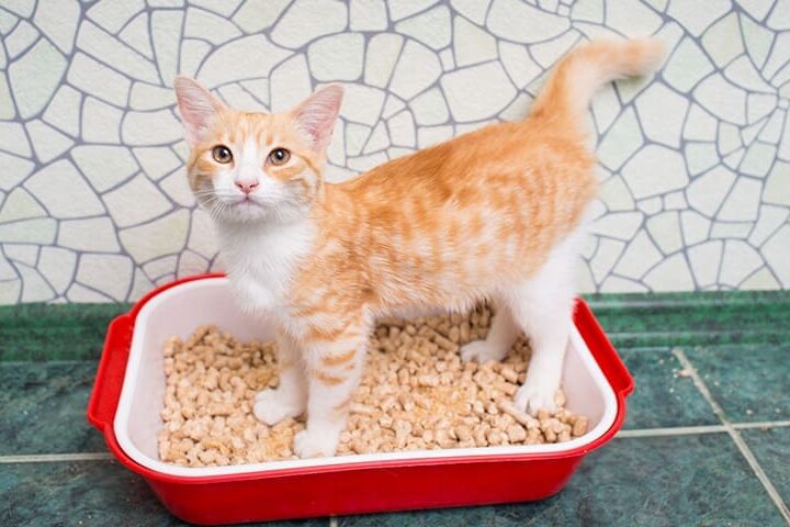 cystite chez le chat