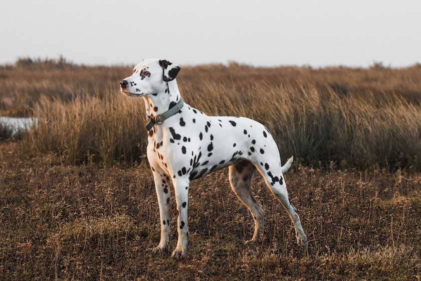 dalmatien_race