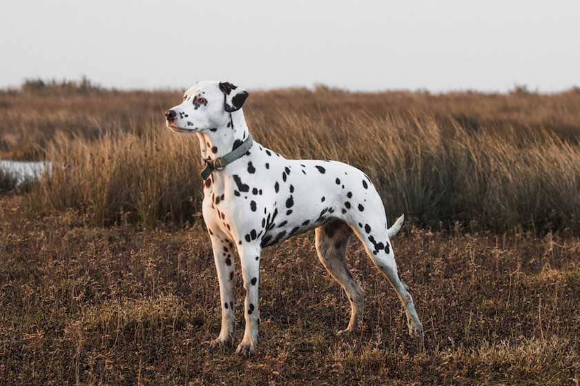 dalmatien_race