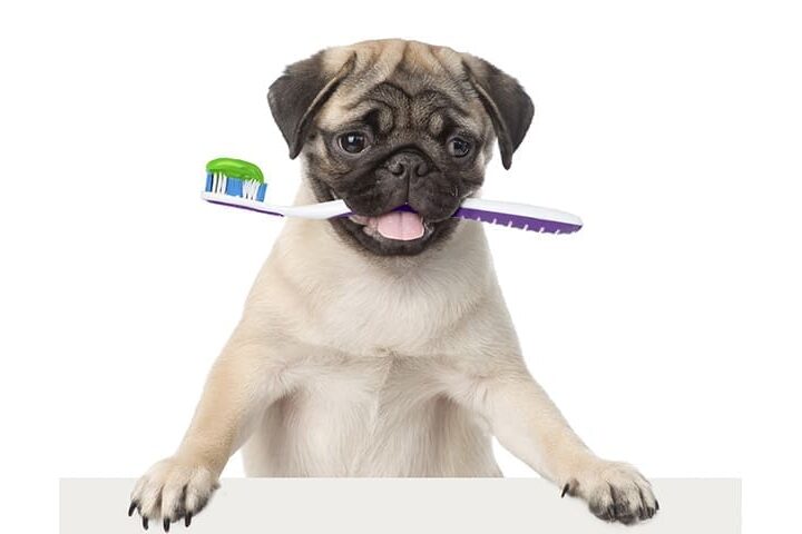 dentition chien