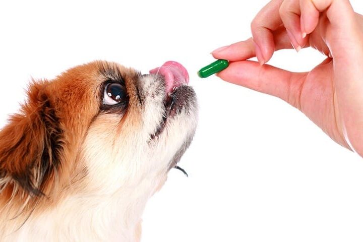 donner medicament chien 840x480