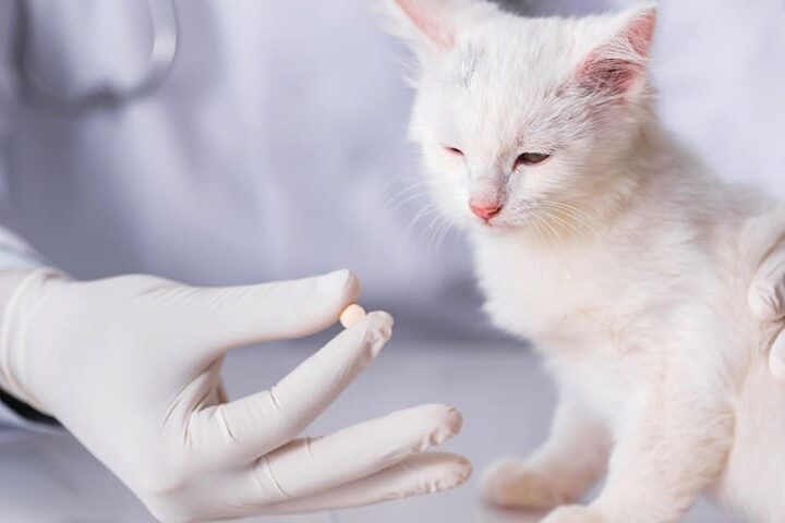 donner medicament pour chat 840x480