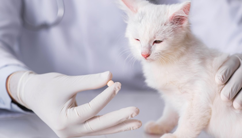 Médicament pour chat : Comment donner un médicament à son chat ?