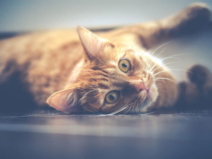 Chat assuré chez Assur O'Poil allongé sur le dos