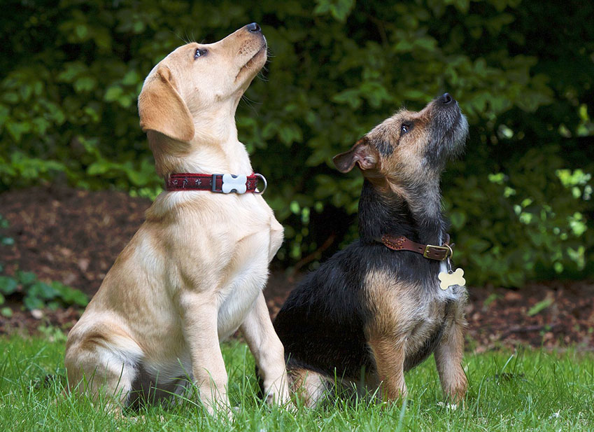 Dresser chien : Avez vous penser à un dresseur de chien ?