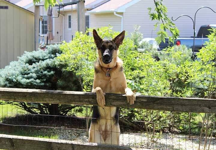 education cloture pour chien