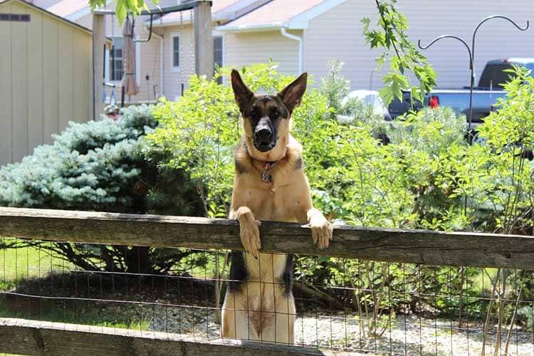 education cloture pour chien