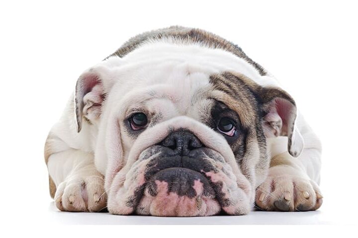 education mon chien pleure