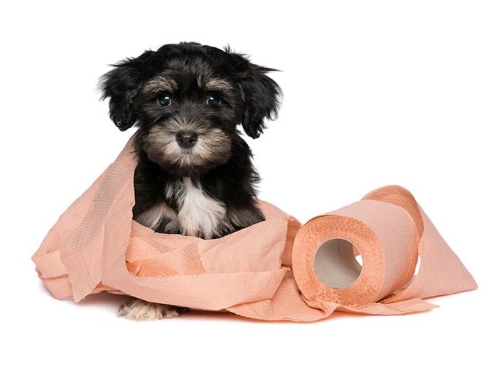 education proprete chien