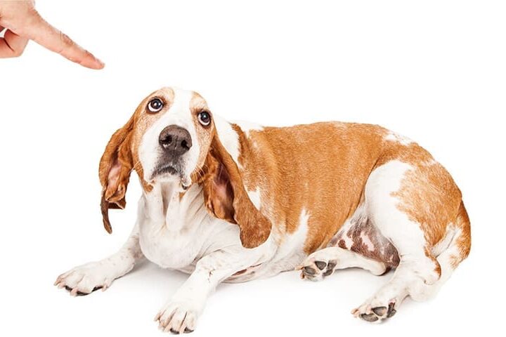 education punir son chien