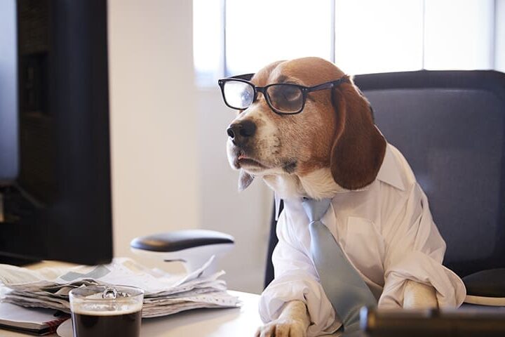 Emmener son chien au travail