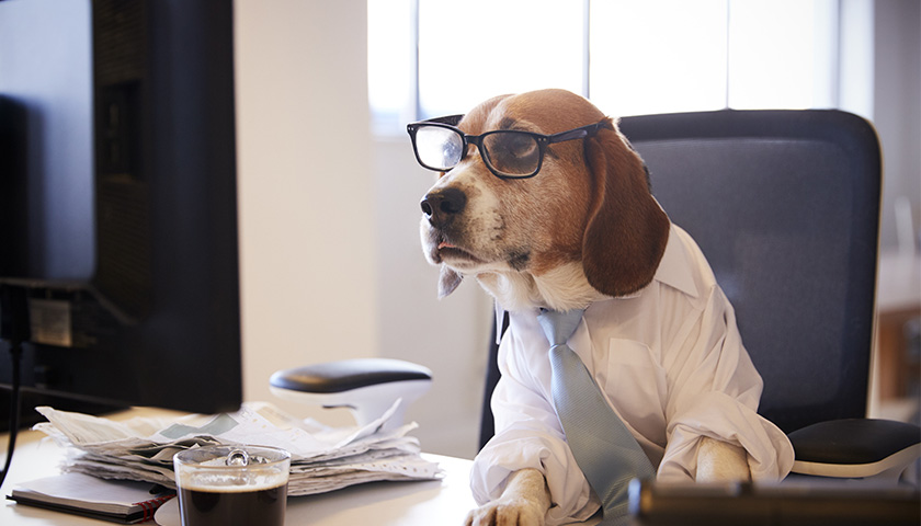 Emmener son chien au travail