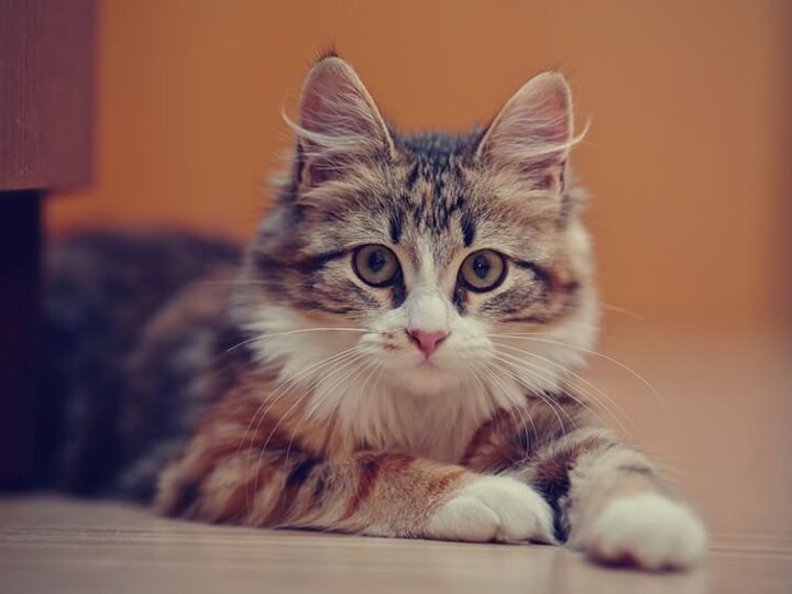 Chat assuré chez Assur O'Poil avec des problèmes d'épilepsie