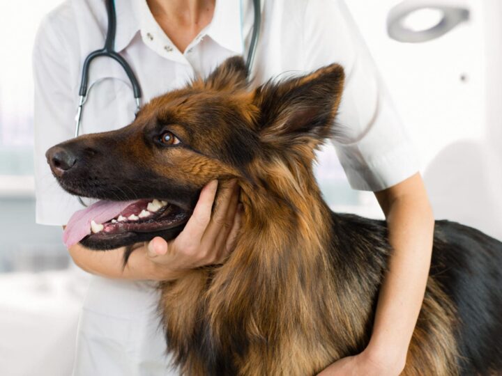 examen du chien par un médecin vétérinaire en clinique