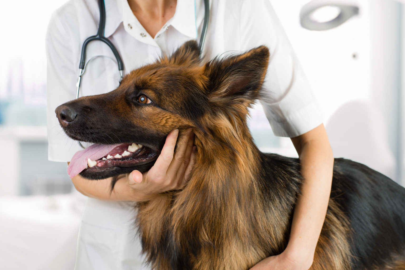 examen du chien par un médecin vétérinaire en clinique