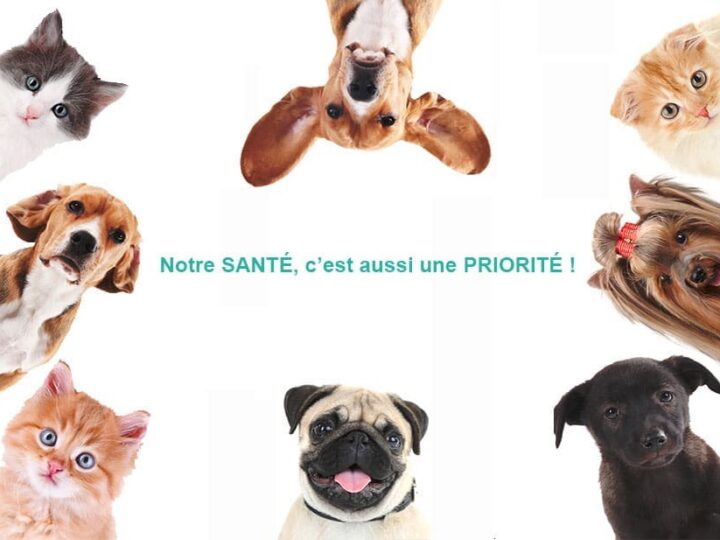 La bande à Fifi assurés chez Assur O'Poil