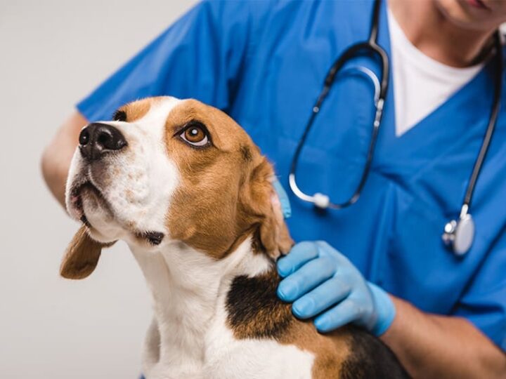 Faut il assurer son animal, est ce nécessaire ?