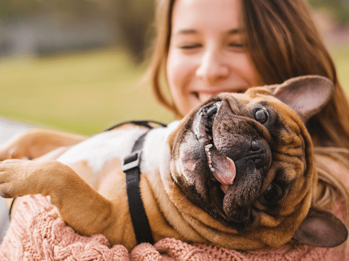 Faut il assurer son chien ? 5 raisons d'assurer son chien