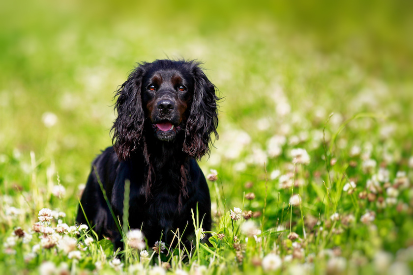 Black english springer spaniel playing in clover field