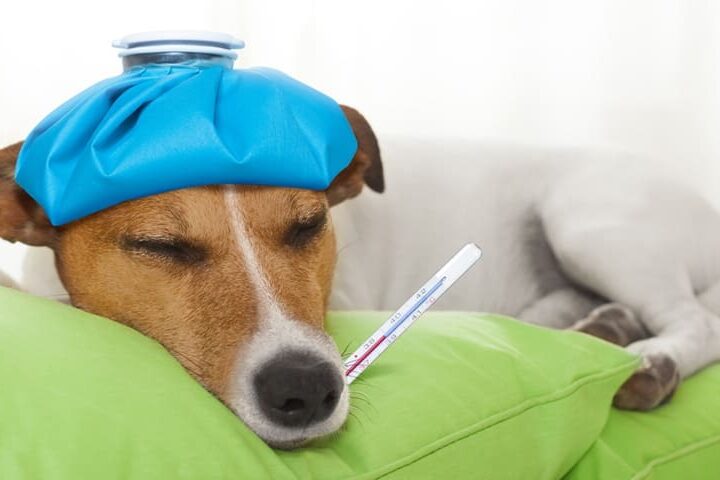 fievre chez le chien
