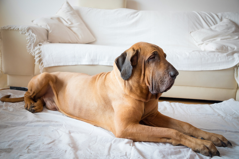 Dog lying in white home interior