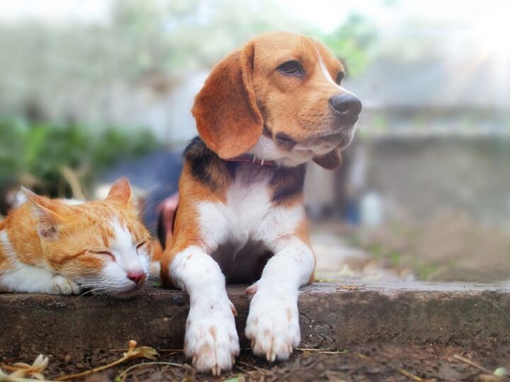 franchise assurance animaux