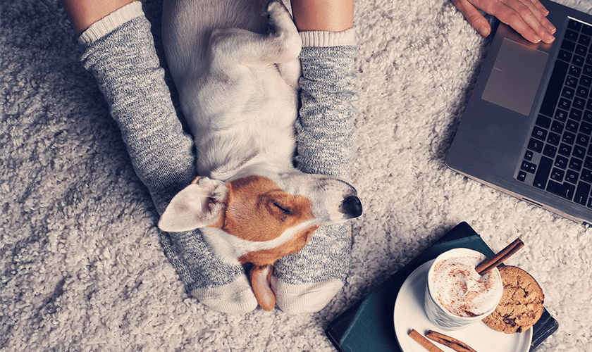 gerer le confinement avec son chien