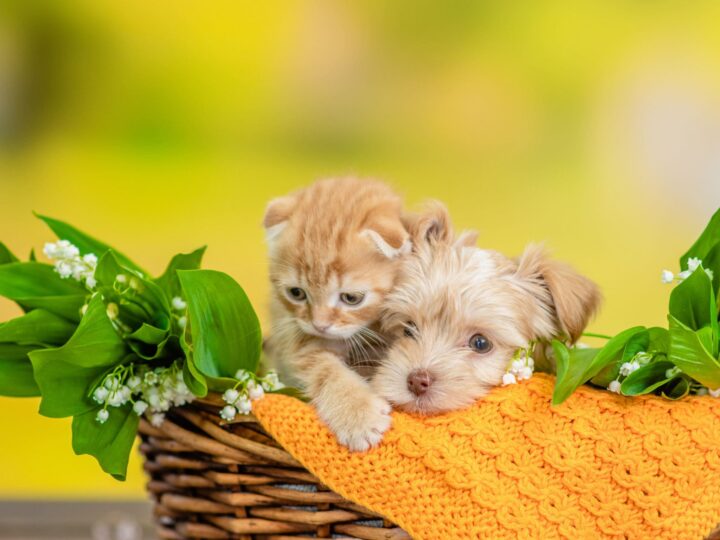 Goldust Yorkshire terrier chiot et petit chaton s'asseoir ensemble ins