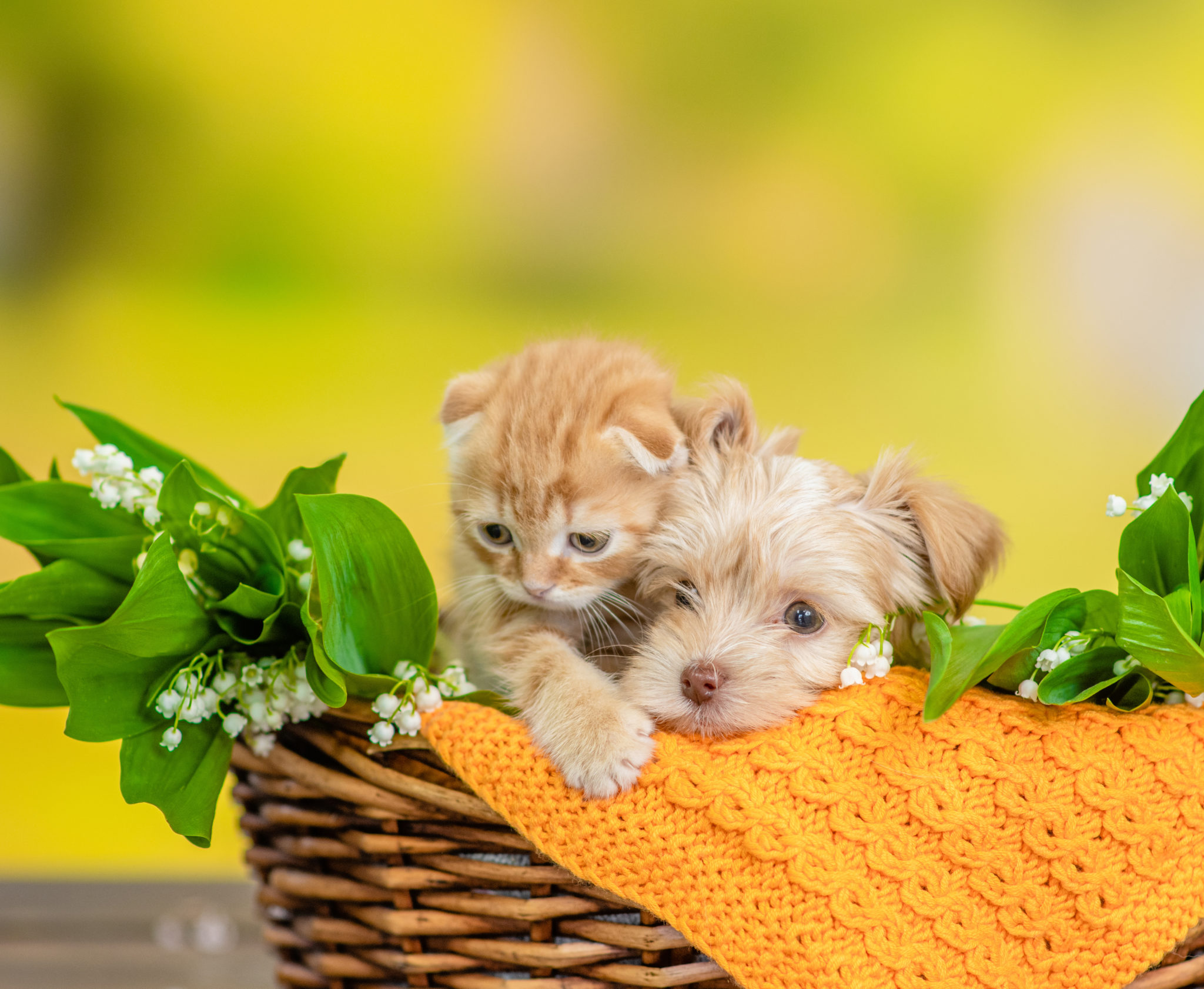 Goldust Yorkshire terrier chiot et petit chaton s'asseoir ensemble ins