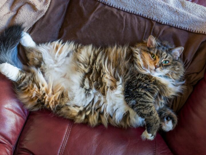 Grand chat moelleux et en surpoids allongé sur le dos sur un canapé