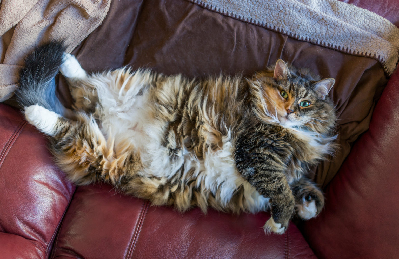 Grand chat moelleux et en surpoids allongé sur le dos sur un canapé