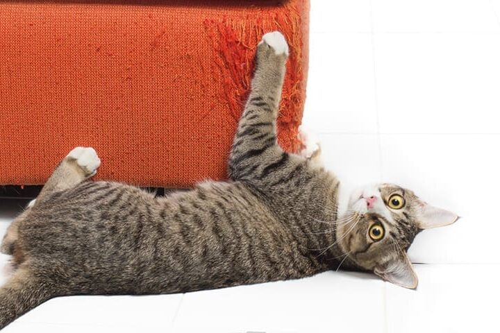 griffure de chat